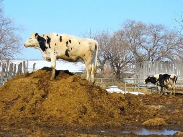 Коровий навоз — топливо будущего для тракторов